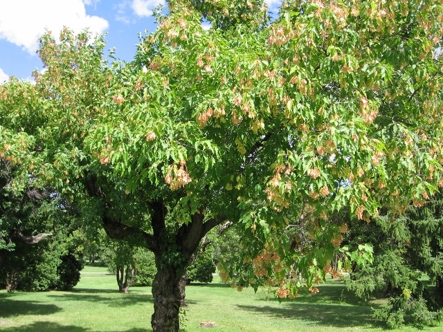 Acer Ginnala Amur Maple Mount Royal Seeds,What Is Frisee