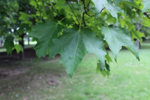 Acer saccharum Sugar Maple Leaves