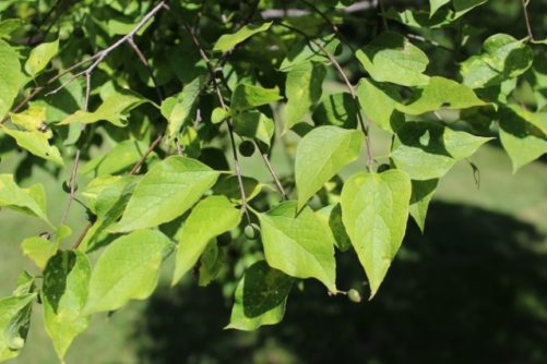 Celtis occidentalis Common Hackberry Leaves