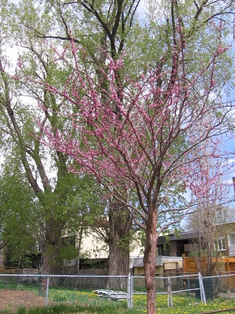 Cercis canadensis Redbud Spring Bloom
