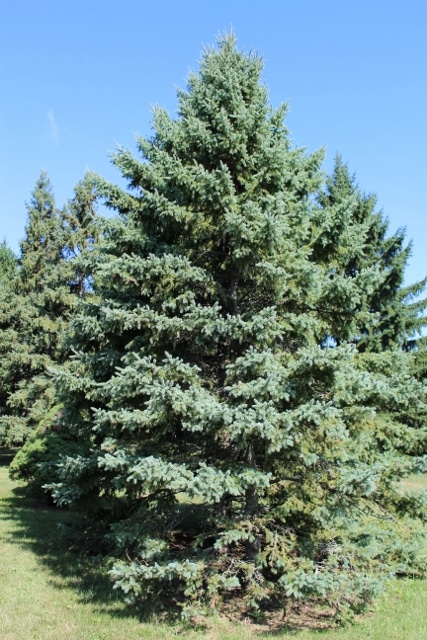 WHITE SPRUCE #283 30 seeds Picea Glauca 