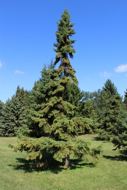 Picea mariana Black Spruce