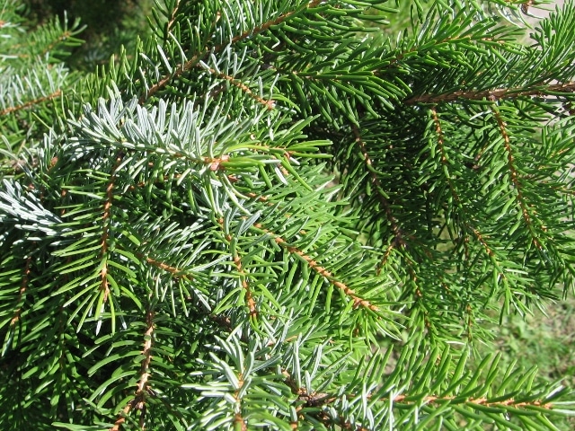Serbian Spruce Picea Omorika Christmas Tree Conifer and Bonsai Tree 25 Seeds. 