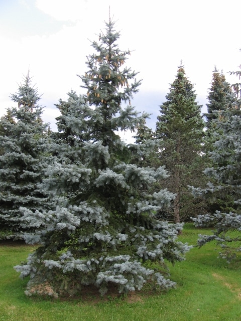 Picea pungens Colorado Blue Spruce