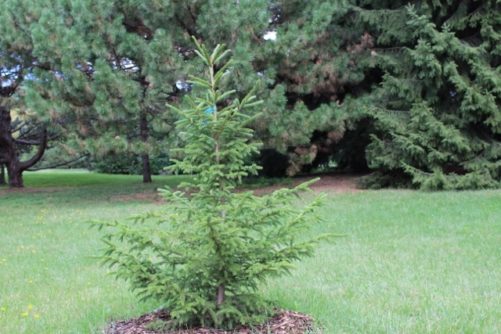 Picea rubens Red Spruce Young Tree