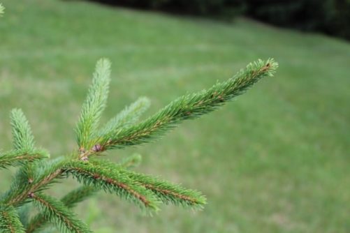 Picea rubens Red Spruce Needles