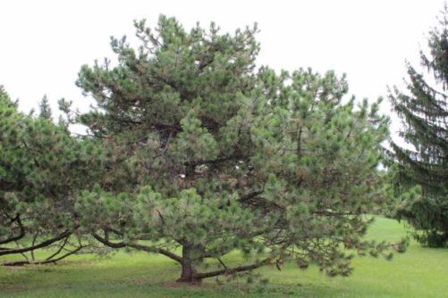 Pinus nigra Austrian Pine