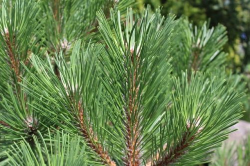 Pinus nigra Austrian Pine Needles