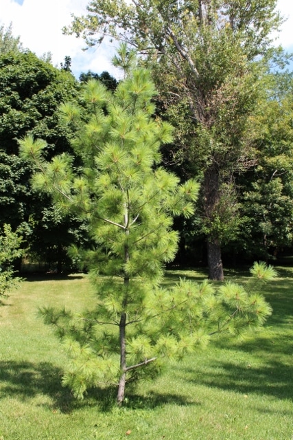 Pinus strobus Eastern White Pine Young Tree