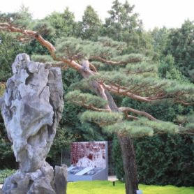 Pinus sylvestris (Scots Pine) at the Montreal Botanical Garden