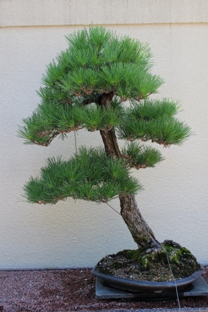Pinus thunbergii Japanese Black Pine Bonsai