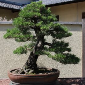 Pinus thunbergii Japanese Black Pine Bonsai