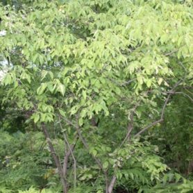 Staphylea trifolia Bladdernut