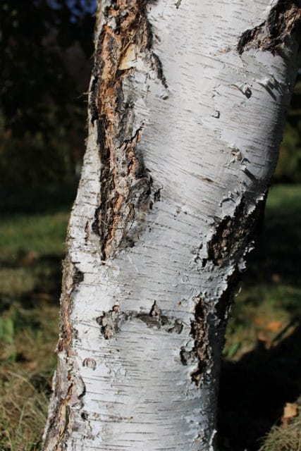 Betula pubescens Downy Birch Trunk