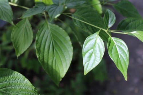 Cornus alternifolia Pagoda Dogwood Leaves