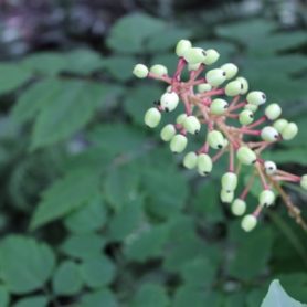 Actaea pachypoda (White Baneberry) or Dolls Eyes Woodland Plant