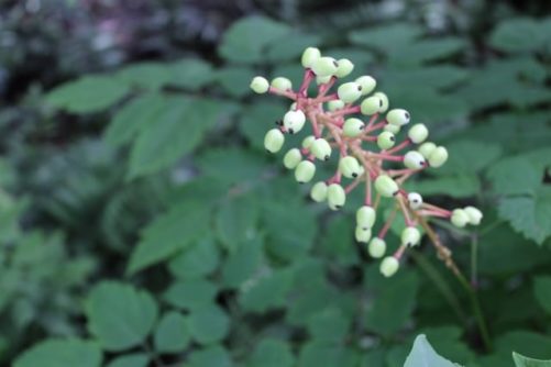 Actaea pachypoda (White Baneberry) or Dolls Eyes Woodland Plant