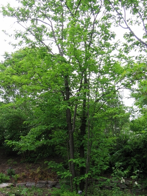 Halesia monticola (Carolina Silverbell) in a Woodland Setting