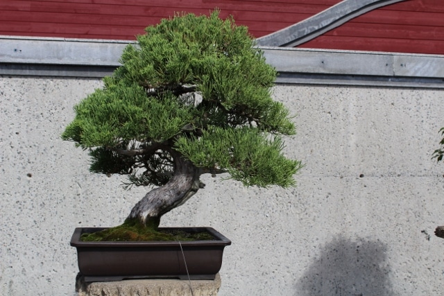 bonsai seeds R 50 seeds Juniperus Chinensis Chinese juniper 