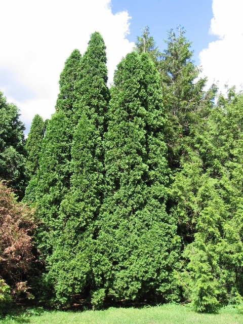 Thuja occidentalis Eastern White Cedar